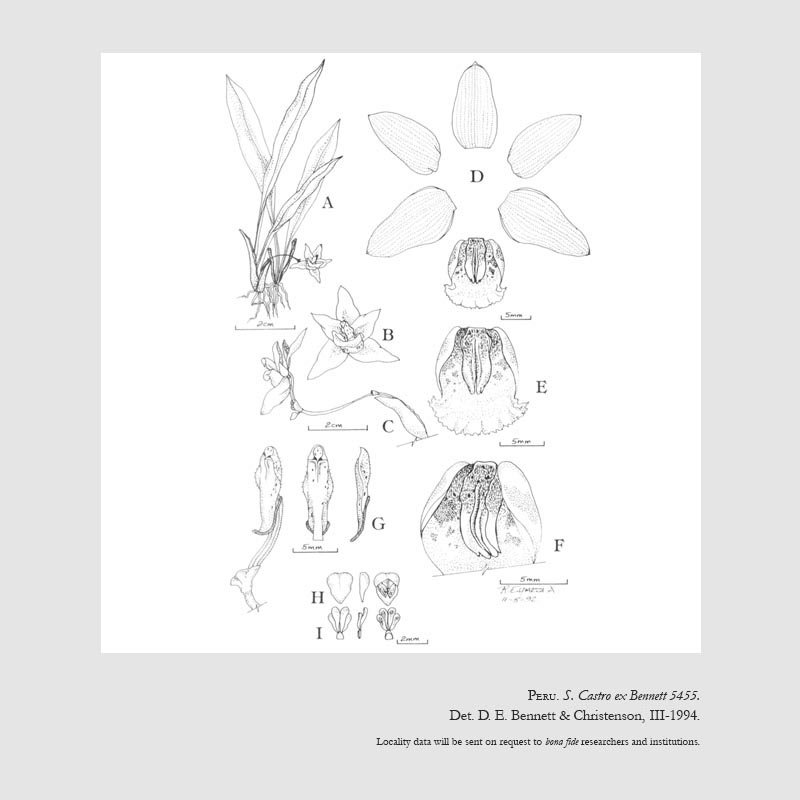 Kefersteinia salustianae